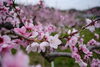 大原観光果樹園の桃畑。咲き誇っていました。まさに桃源郷！「羅生門さくら公園カンザンの状況＆県道沿い桃の花見頃【まちワク新見！2026年4月14日】」