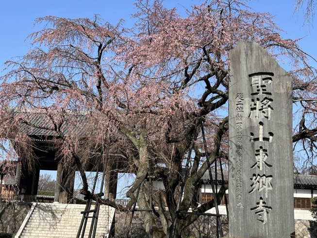 2023年3月11日現在の写真「府中市東郷寺のしだれ桜(枝垂れ桜)開花状況、見頃の情報」