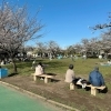 亀有・青戸周辺の人気お花見スポット（桜名所）