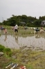 6月の田植えの会より。泥と水の感触、水棲生物との出会いも体験「ガバレ農場」