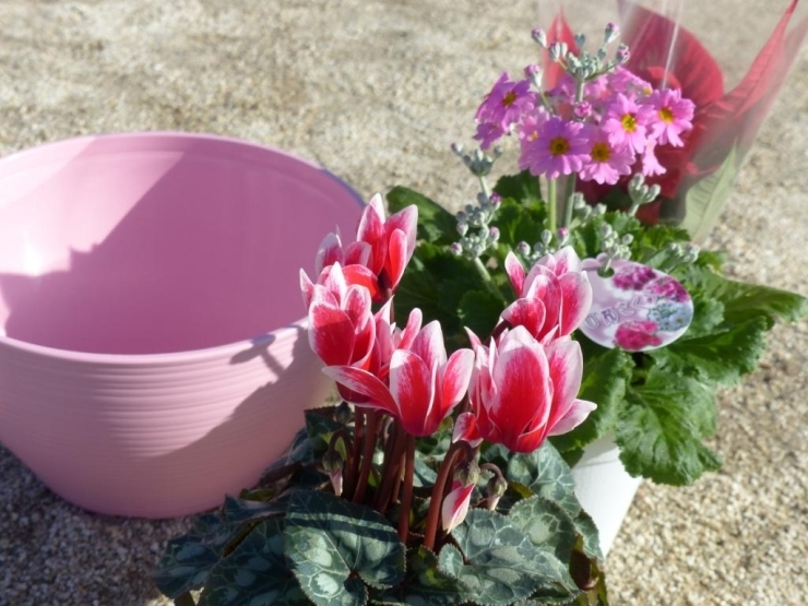 かわいいピンクの植木鉢と、ミニシクラメン・サクラソウ・ポインセチアが、「早く植えてほしいな～」と、お友達が来るのを待っています。