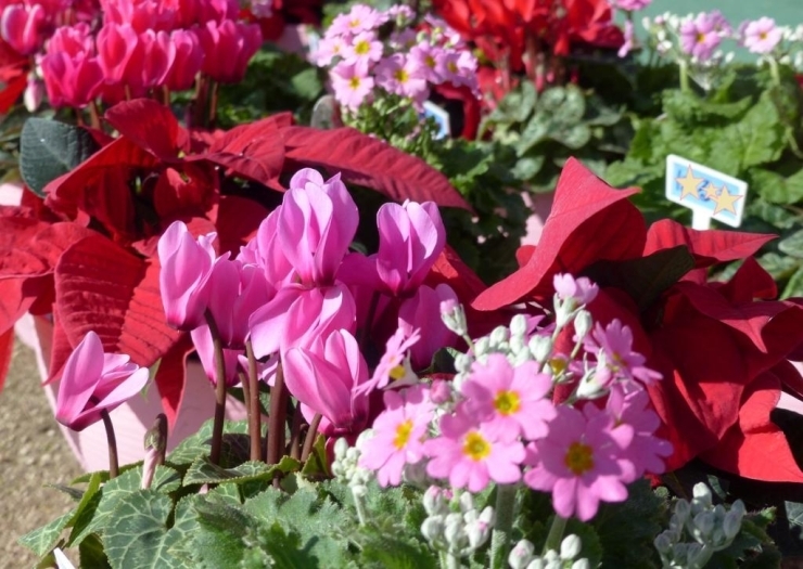 きれいに植えられたお花たち♪　なんだかとっても嬉しそうー！