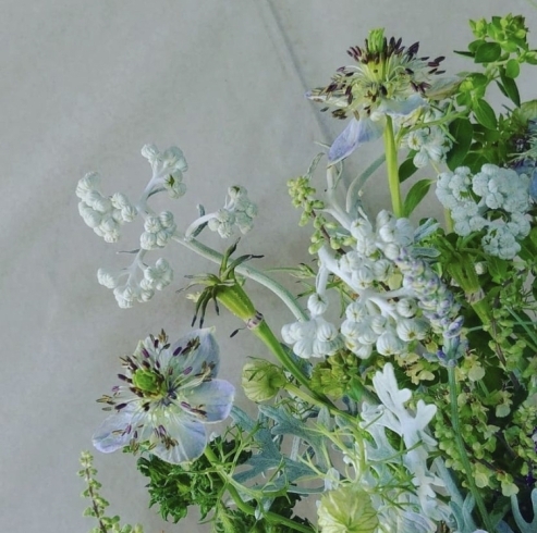 ダスティミラー 白妙菊 花職人 Emigreenmoon エミグリーンムーン のニュース まいぷれ 黒部 入善 朝日 ダスティミラー 白妙菊 花職人 Emigreenmoon エミグリーンムーン のニュース まいぷれ 黒部 入善 朝日