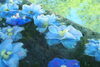水面に青空が映ってキレイでした「6月の花手水　最終日変更について」