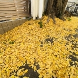 「加古川市総合福祉会館」前にある紅葉に色づいた大銀杏の木を取材してまいりました～！！