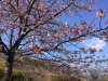「魚魚の宿上の公園　河津桜の開花情報（2月18日）」