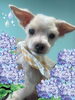 「Dog salon mofu mofu　余市町」