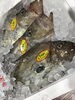 「魚魚市場鮮魚コーナーおすすめは「岩かき」です♪」