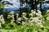 ヤグルマソウ「入笠山の「涼」「絶景」「山野草」を堪能する」
