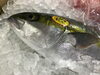 「魚魚市場鮮魚コーナーおすすめは「北海道産ホタテ」です♪」
