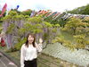 「【スタッフブログ】今年も行ってきました！藤枝市藤まつり✨蓮華寺池公園🦆鯉のぼり🎏藤の花が見頃です🌺おすすめスポット💡藤枝市・焼津市・島田市の不動産のことなら不動産の３９へお任せください🐰🏠」
