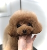 韓国テディ「スタイルチェンジ　(^｡^)」