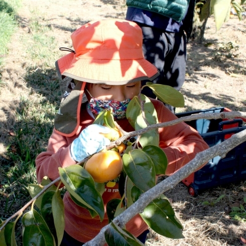 「☆柿の木オーナー収穫祭☆」