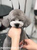 ココくん　ネムネム中〜(笑)「秋のオプションキャンペーン　^o^」