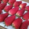 「【期間限定】今シーズンは4/20(日)が最終販売🍓静岡駅近くの老舗菓子店！いちご大福は手土産・贈り物にも最適！」
