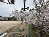 「桜が満開です」