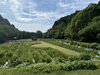 「【新居浜市・池田公園】水辺に咲く涼やかな紫陽花が見頃を迎えています✨」