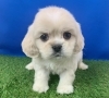お待ちしております(^▽^)「3月のおやすみ」