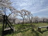 「平泉の西行桜の森へ。お弁当持って行ってきたよ！」