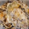 「毛蟹や生牡蠣、富山のホタルイカなど美味しい食材ありますよ♪」