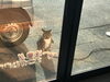 「ただいまにゃん」