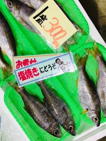 「西海物産館 魚魚市場鮮魚コーナーおすすめ商品は「活きあさり大特価で販売中！」です♪」