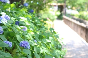 古川親水公園　中流（三角付近）