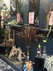 「ここは、どこ…？？お花屋さん！？【福山駅近くのオーダーメイドの花屋】」