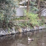 源兵衛川で泳ぐカモ　「ここ」さんより