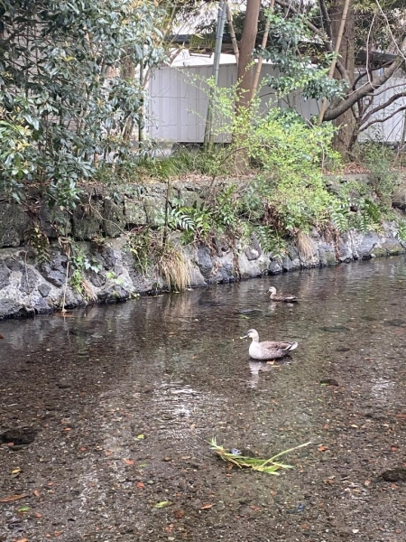 昨日の源兵衛川はとてもキレイでした。<br>カモもスイスイと泳いで気持ちよさそう！<br>