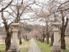 悠久山公園 長岡の桜 お花見スポット情報 まいぷれ 長岡市