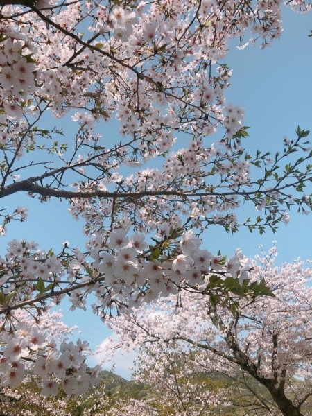 狩野川さくら公園が満開です。<br>青空と桜のコラボがとてもキレイです！