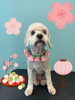 「Dog salon mofu mofu 余市町」