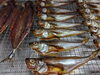 「📣本日のお魚情報🐟」