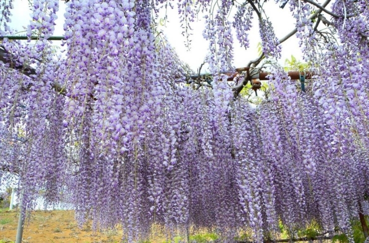 見事な藤の花