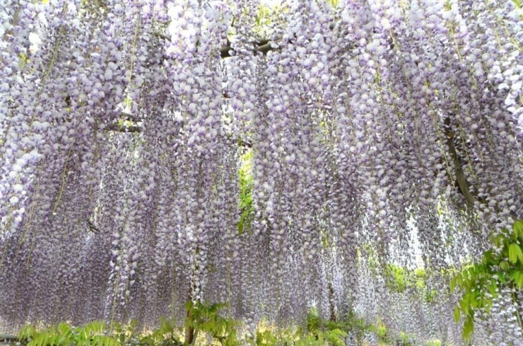 藤の花の天井