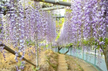 藤の花のトンネル