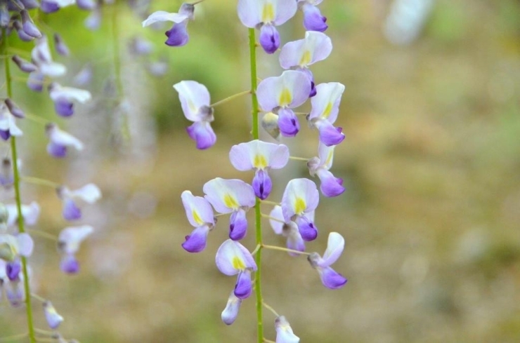 藤の花は紫の中に黄色があってとてもきれいです