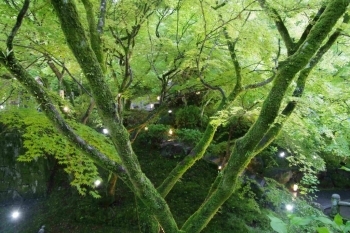 幹や枝の緑が幾重にも重なります