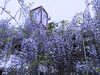 観音さん（禎祥寺）の藤（4/22撮影）「【観音さんの藤 開花状況③】この週末はお弁当を持って観音さんの藤棚見物！【秋山仕出し】」