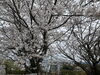 「西海橋物産館　西海橋・桜情報🌸」