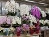 滝のように見える胡蝶蘭‼️「胡蝶蘭❗入荷しました☺️」
