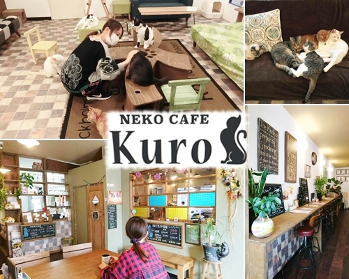 「NEKO CAFE Kuro」米子でめずらしいネコカフェ♪　ネコとたわむれる癒しのひと時。