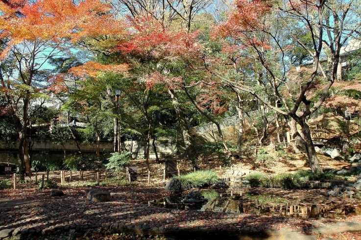 「下落合野鳥の森公園」森の中で野鳥を観察・秋には紅葉も！