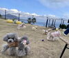 幸せです💕「わんことお出かけ🐶」