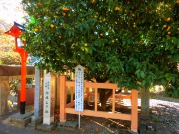 橘の木