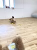 くうくんとじゃれっこ中のハッピーちゃん「ましゅまろ幼稚園　^ - ^」