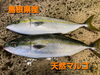 「○本日のお刺身○【島根県産】バトウ、天然マルゴ」