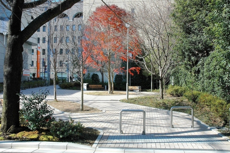 信濃町希望公園 公園 しんじゅくノート 新宿区