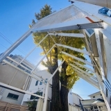 幹の周囲が4m以上ある「加古川総合福祉会館」前の黄色に染まった大銀杏を取材してまいりました～！！